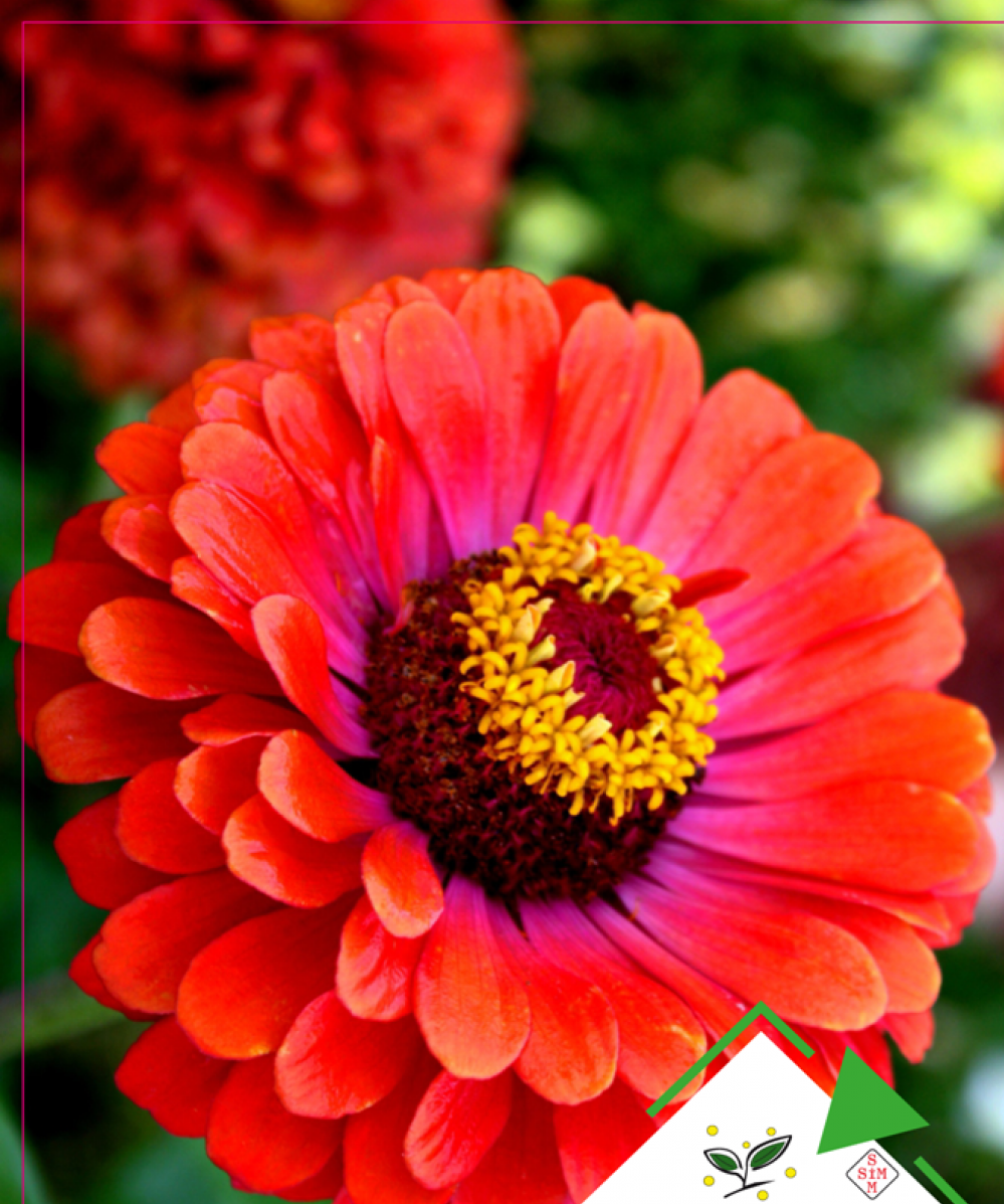 Beybeğendi Çiçeği Tohumu (Kirli Hanım Çiçeği)