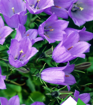Çan (Kadeh) Çiçeği Tohumu- Campanula