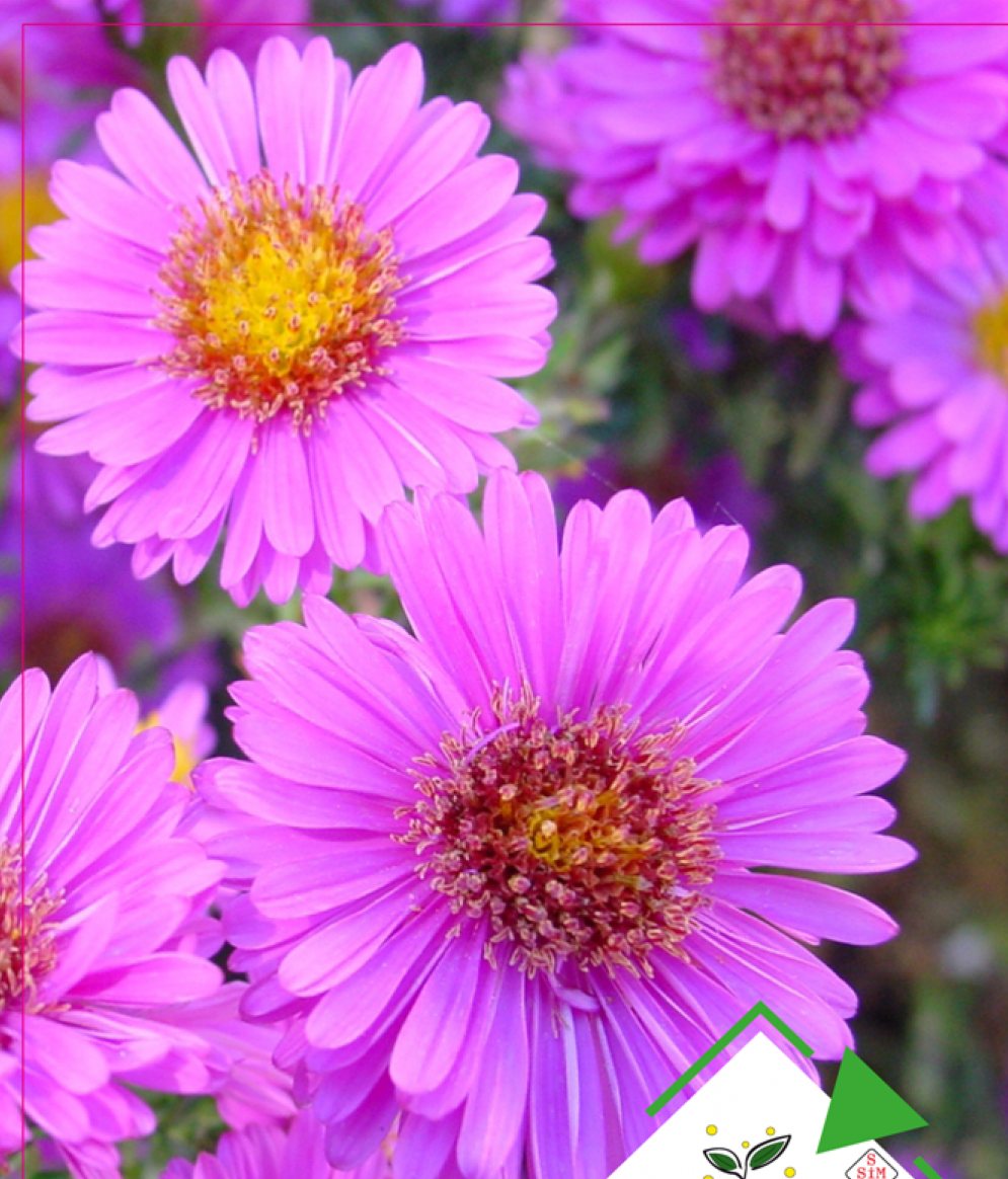 Dilber Kirpiği Tohumu