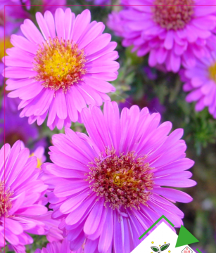 Dilber Kirpiği Tohumu