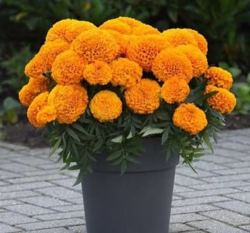 Kadife Çiçeği Tohumu 25 Adet