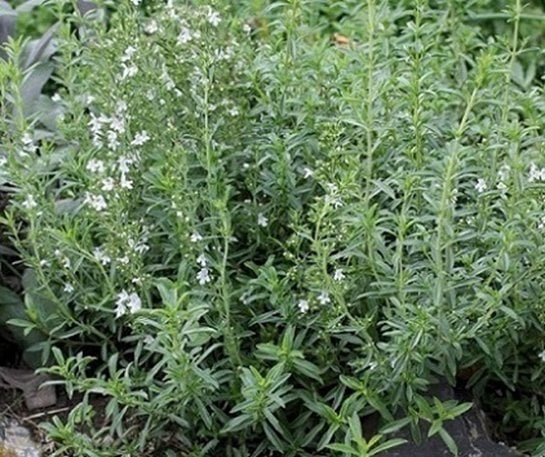 Dağ Kekiği Tohumu 50 Adet