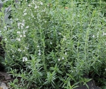 Dağ Kekiği Tohumu 50 Adet