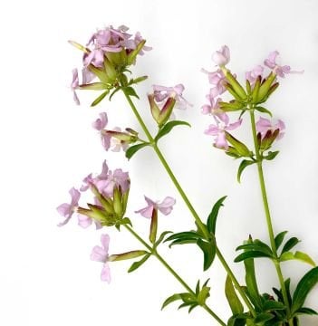 Sabun Otu Tohumu (Saponaria officinalis)