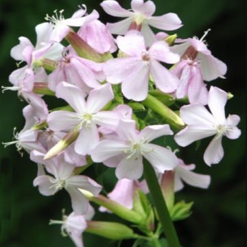 Sabun Otu Tohumu (Saponaria officinalis)