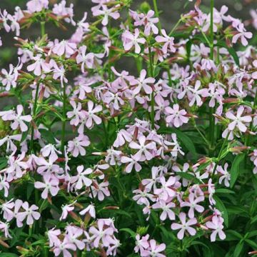 Sabun Otu Tohumu (Saponaria officinalis)