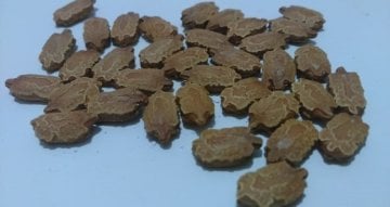 Arzuman Kudret Narı Tohumu