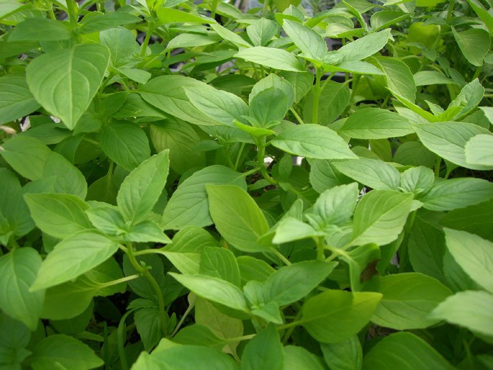Limon Kokulu Fesleğen Tohumu 50 Adet