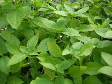 Limon Kokulu Fesleğen Tohumu 50 Adet