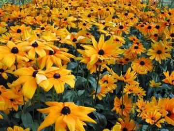 Güneş Şapkası Çiçeği Tohumu ( Rudbekya )