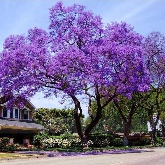 Paulownia Ağacı Tohumu (25 Tohum)