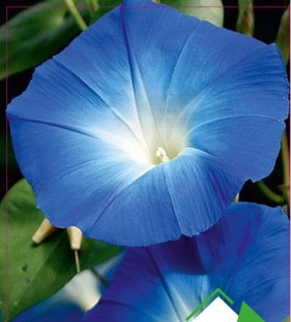 Mavi Sarmaşık Çiçeği Tohumu 10 Adet