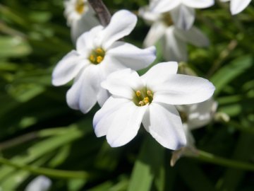 Bahar Yıldızı Çiçeği Tohumu (100 tohum)
