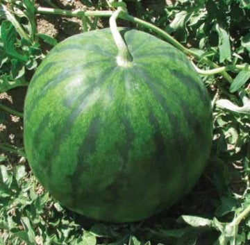 Siyah Karpuz Tohumu 100 Adet