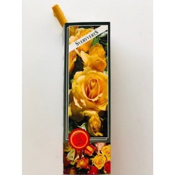 Gül Fidanı Sarı Renkli Kokulu Tüplü