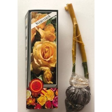 Gül Fidanı Sarı Renkli Kokulu Tüplü