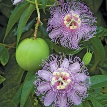 Passiflora Tohumu (Çarkıfelek)