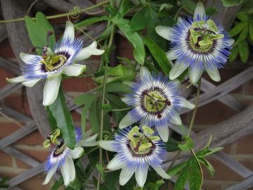 Passiflora Tohumu (Çarkıfelek)