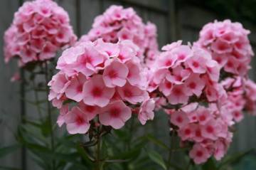 Flox (Phlox-Alev) Çiçeği Tohumu