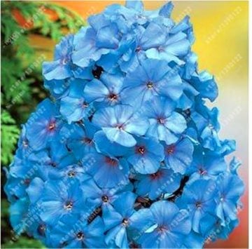 Flox (Phlox-Alev) Çiçeği Tohumu