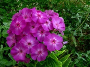 Flox (Phlox-Alev) Çiçeği Tohumu