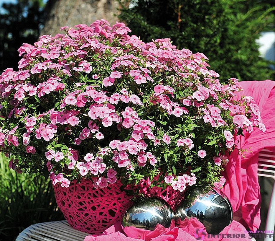 Flox (Phlox-Alev) Çiçeği Tohumu
