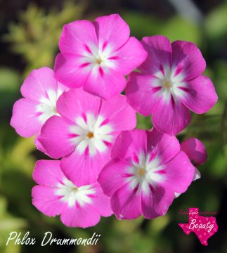 Flox (Phlox-Alev) Çiçeği Tohumu