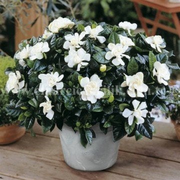 Gardenya Çiçeği Tohumu