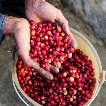 Kahve Ağacı Tohumu
