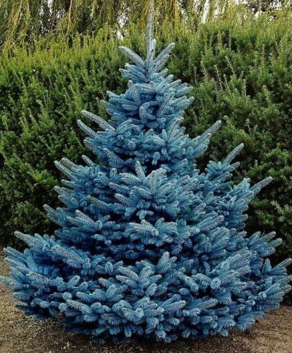 Mavi Ladin Ağacı Tohumu