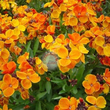 Sarı Şebboy Çiçeği Tohumu 100 Adet