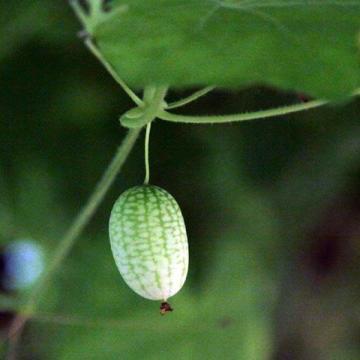 Mini Karpuz Tohumu (Cucamelon) 10 Adet