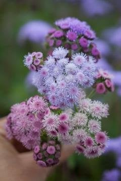 Vapur Dumanı Çiçeği Tohumu 25 Adet