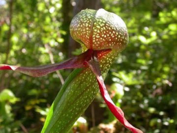 Darlingtonia Californica Cobra Lily Sinek Kapan Tohumu 5 Adet