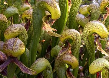 Darlingtonia Californica Cobra Lily Sinek Kapan Tohumu 5 Adet