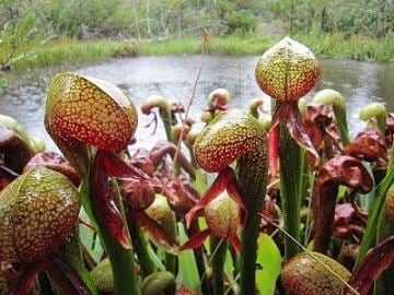 Darlingtonia Californica Cobra Lily Sinek Kapan Tohumu 5 Adet