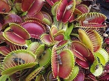 Sinekkapan Venüs Fly Trap (Dionaea Muscipula) Tohumu