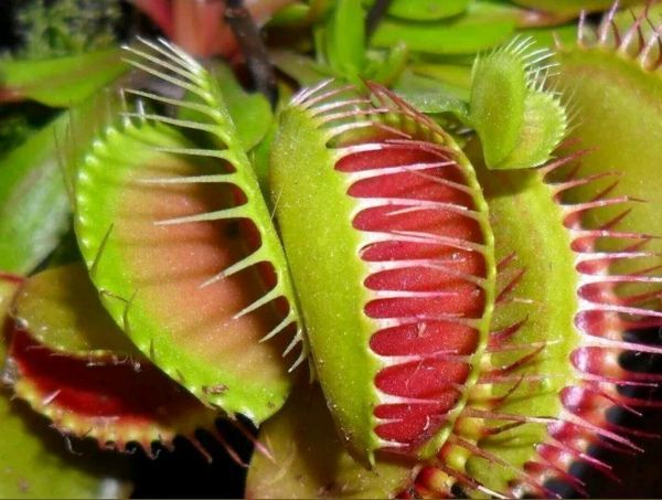 Sinekkapan Venüs Fly Trap (Dionaea Muscipula) Tohumu