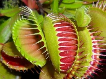 Sinekkapan Venüs Fly Trap (Dionaea Muscipula) Tohumu