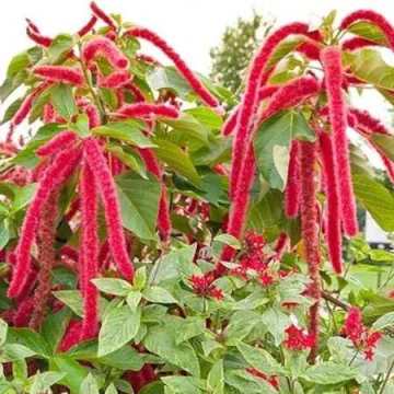 Tilki Kuyruğu Çiçeği Tohumu 25 Adet