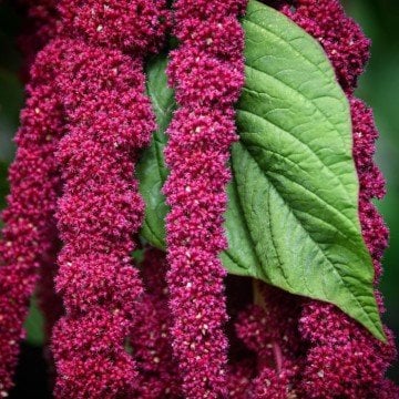 Tilki Kuyruğu Çiçeği Tohumu 25 Adet