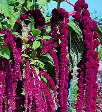 Tilki Kuyruğu Çiçeği Tohumu 25 Adet