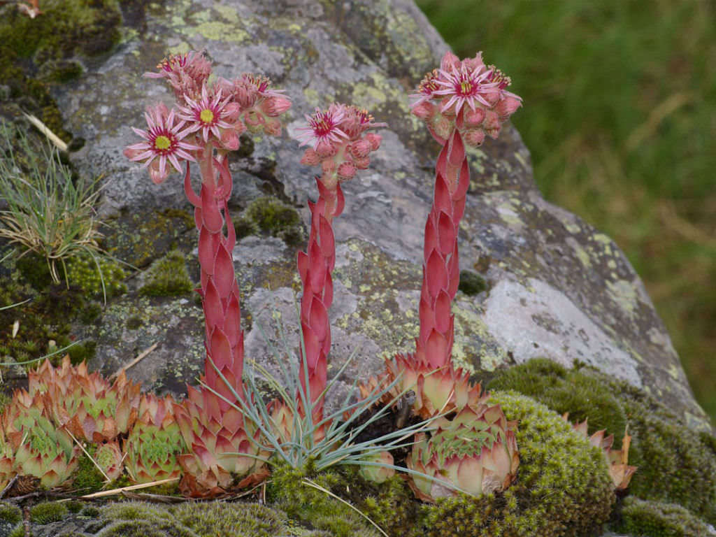 Sukulent Tohumu (Sempervivum Tectorum)