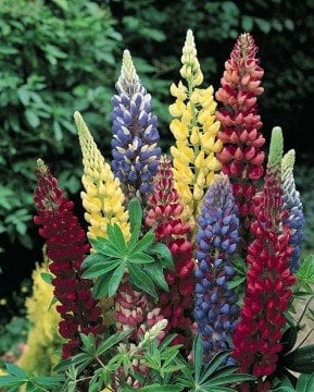 Lupinus Polyphyllus Çiçeği Tohumu