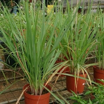 Lemongrass Tohumu ( Limon Otu Tohumu )
