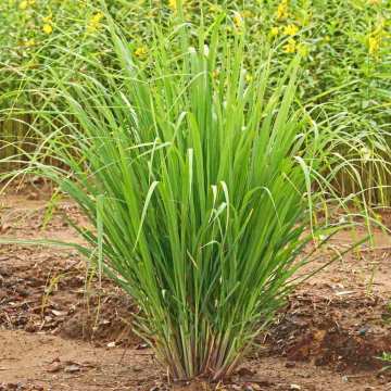Lemongrass Tohumu ( Limon Otu Tohumu )