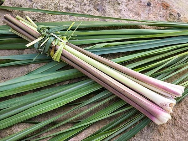 Lemongrass Tohumu ( Limon Otu Tohumu )