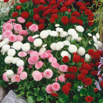 Karışık Şeker Tabağı(Çayır Papatyası) Çiçeği Tohumu (50 tohum)