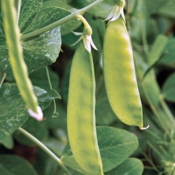 Yaprak Bezelye Tohumu 50 Adet