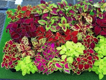Yaprak Güzeli Tohumu Coleus 50 Adet